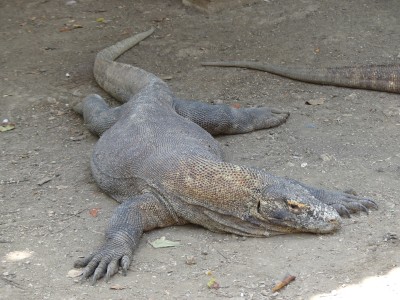 Dragon de Komodo