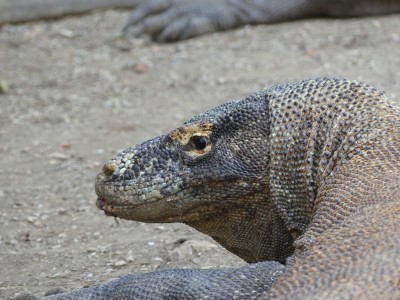 Dragon de Komodo