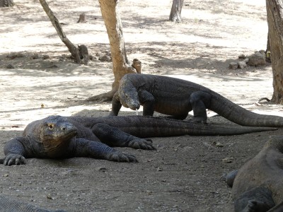 Dragon de Komodo