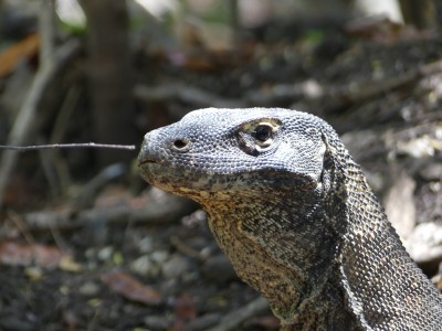 Dragon de Komodo