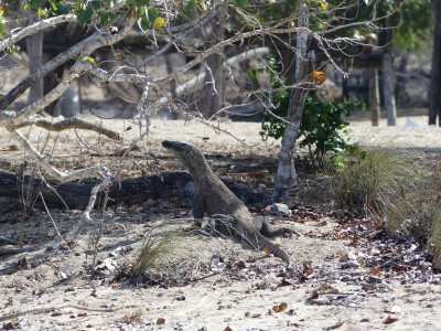 Dragon de Komodo