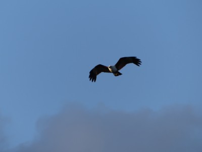 P1230225