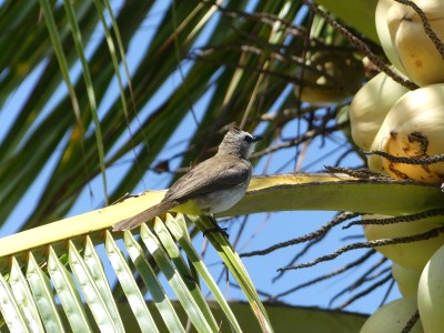 P1230524