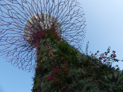Supertree Grove