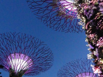 Supertree Grove