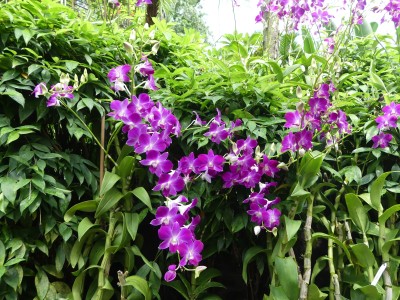 Singapore Botanic Gardens