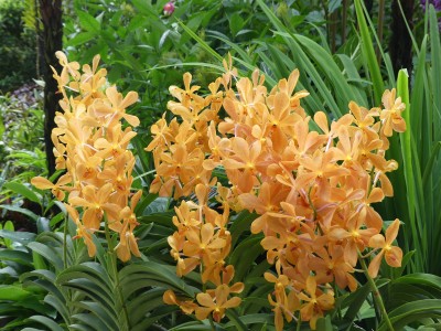 Singapore Botanic Gardens