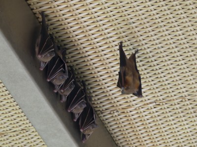 P1260510