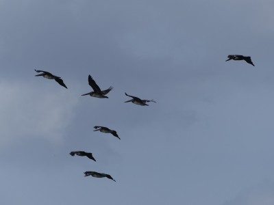 P1290290