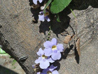 P1290930