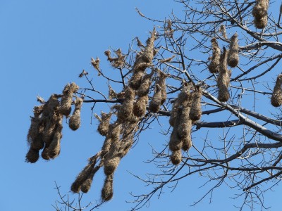 P1300388