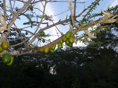 P1300626