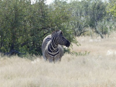 Parc d'Etosha