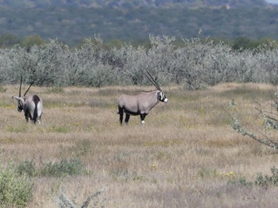Parc d'Etosha