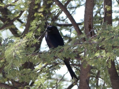 Parc d'Etosha