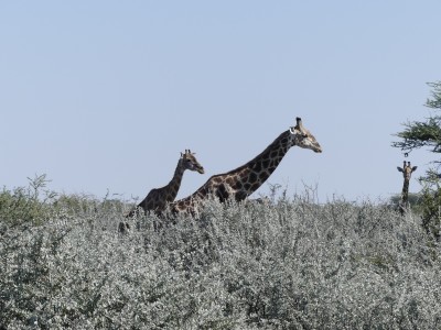 Parc d'Etosha
