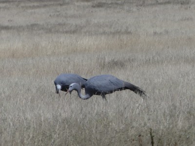 P1330169