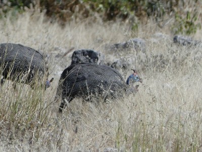 P1350130