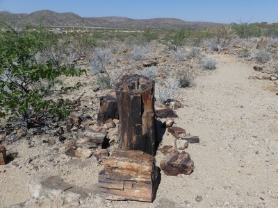 Forêt pétrifiée. Khorixas, Damaraland