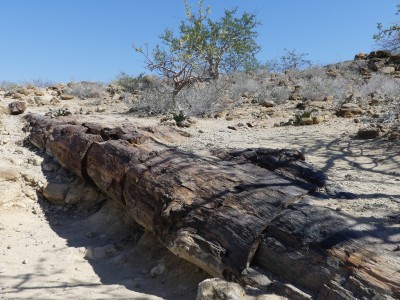Forêt pétrifiée. Khorixas, Damaraland