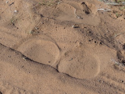 Traces d'éléphants