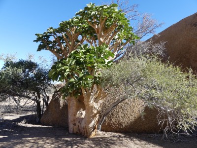 L' arbre féerique ( Moringa ovalifolia )