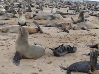Colonie d'otaries Cape Cross