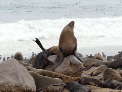 Colonie d'otaries Cape Cross