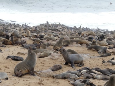 Colonie d'otaries Cape Cross