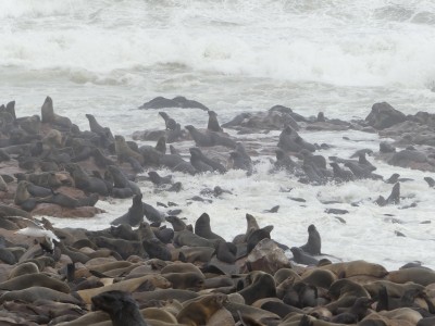 Colonie d'otaries Cape Cross