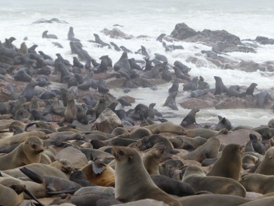 Colonie d'otaries Cape Cross