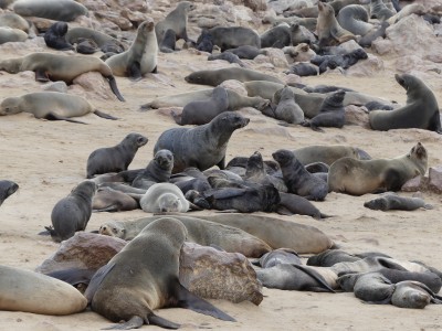 Colonie d'otaries Cape Cross