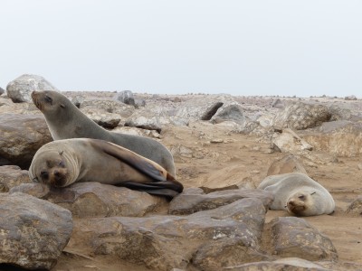Colonie d'otaries Cape Cross