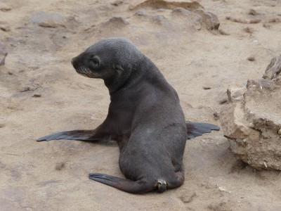 Colonie d'otaries Cape Cross