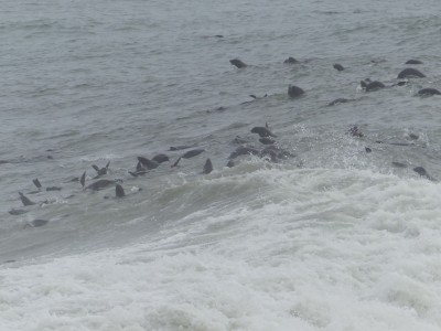 Colonie d'otaries Cape Cross
