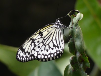 P1400296