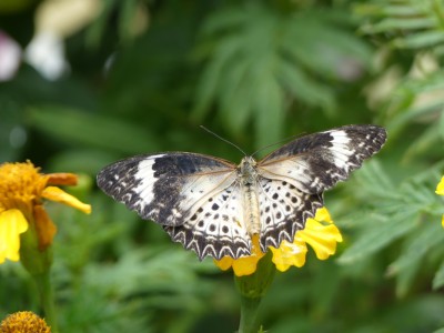 P1400333