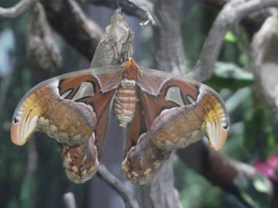 P1400536