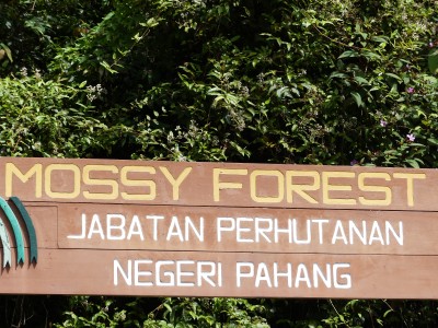 Forêt de Mousse, Cameron Highlands (Mossy Forest)