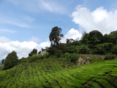 Cameron Highlands : Plantation de thé BOH