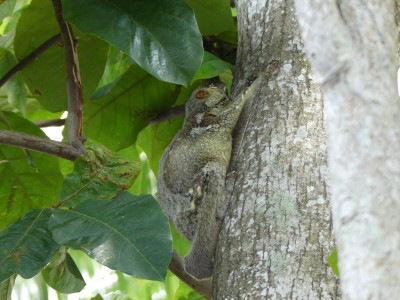 Galeopterus variegatus