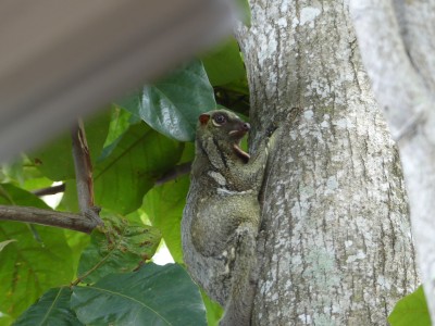 Galeopterus variegatus