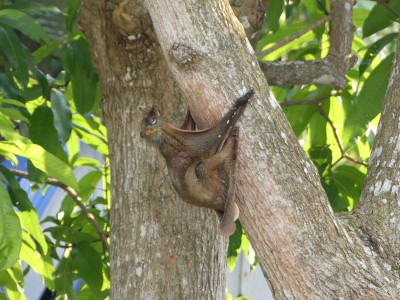 Galeopterus variegatus