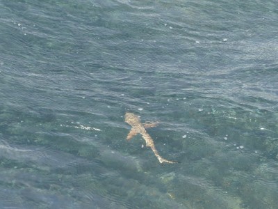 Requin Île Tioman