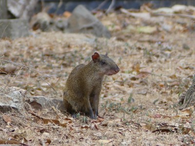 Agouti