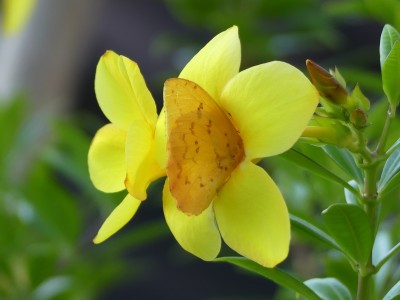 P1450385