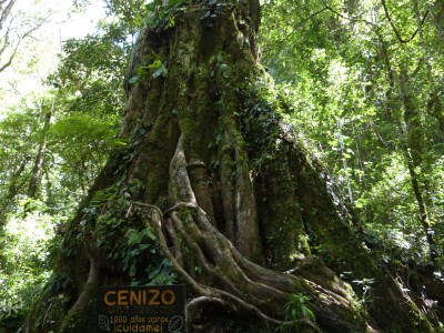 Arbre de 1000 ans