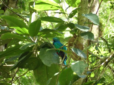 Quetzal