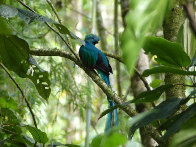 Quetzal