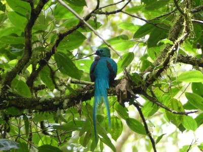 Quetzal